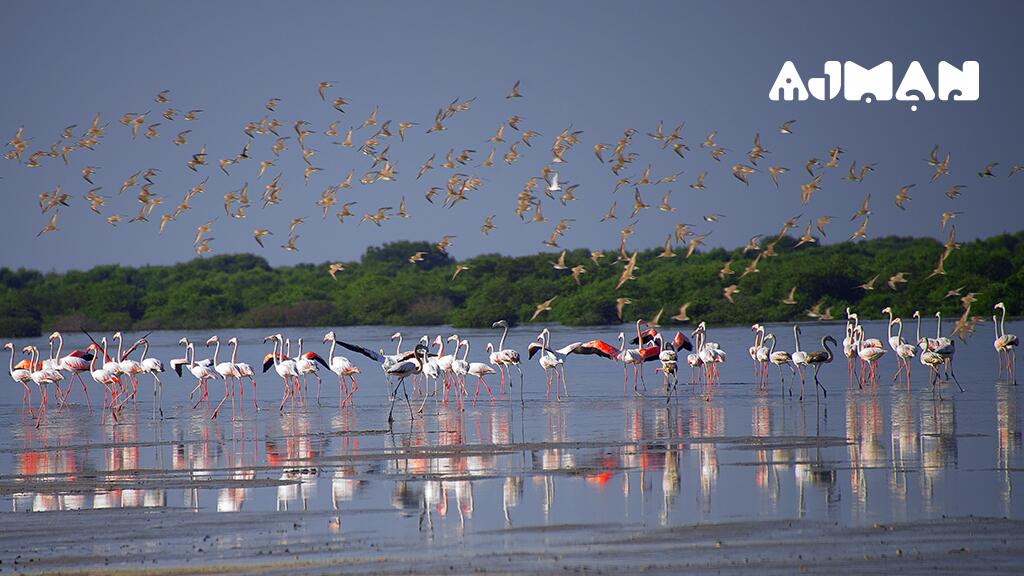 Mermaid Beach Hotel LLC - thumb 5