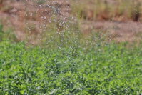 Sweihan Inn Farm Tourism UAE