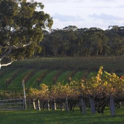 Barossa Valley Tourism UAE