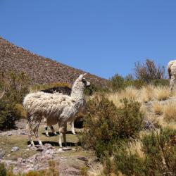 Cochabamba Tourism UAE