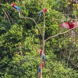 Amazon Jungle Tourism UAE