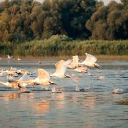 Danube Tourism UAE