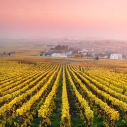 Champagne Tourism UAE