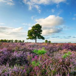 New Forest Tourism UAE