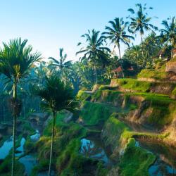 Ubud Tourism UAE