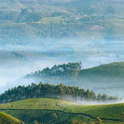 Munnar and Surroundings Tourism UAE