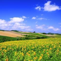 Hokkaido Tourism UAE