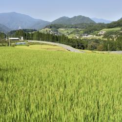 Miyazaki Tourism UAE