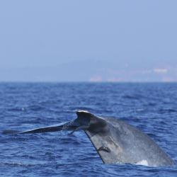Whale Watching Mirissa, Mirissa Tourism UAE