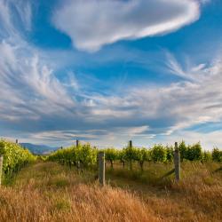 Marlborough Tourism UAE