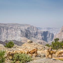 Al ‘Aqar Tourism UAE