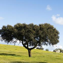 Alentejo Tourism UAE