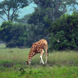 Mbarara Tourism UAE