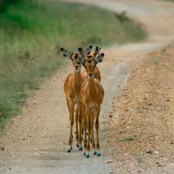 Mbarara Tourism UAE