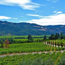 Napa Valley Wine Country Tourism UAE