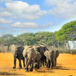 Hwange National Park Tourism UAE